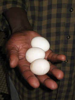 02 Les Trois Premiers Oeufs De Leghorn